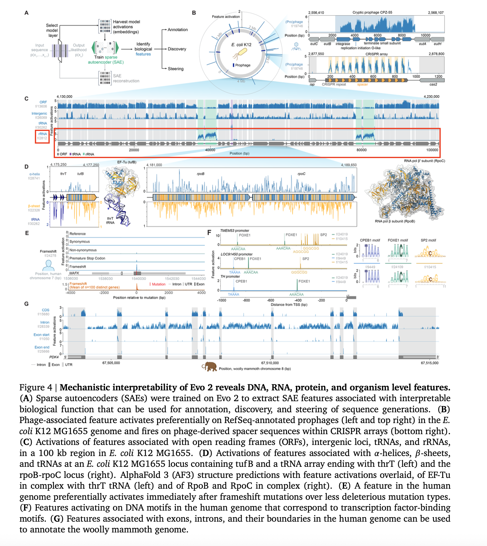Evo 2 paper figure showing feature 2812